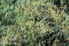Persea macrantha